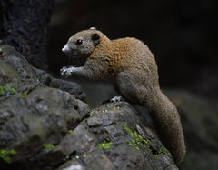 Callosciurus caniceps