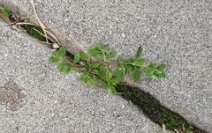 Polycarpon tetraphyllum