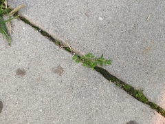 Polycarpon tetraphyllum