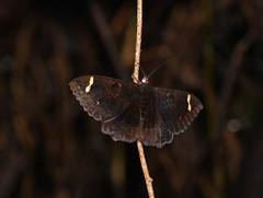 Erebus hieroglyphica