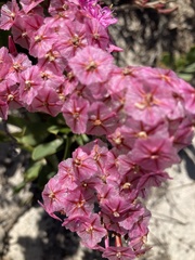 Limonium peregrinum