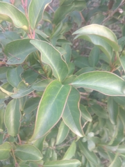 Ligustrum ovalifolium