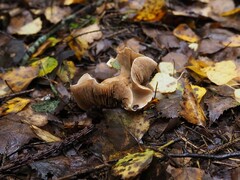 Pseudoclitocybe cyathiformis