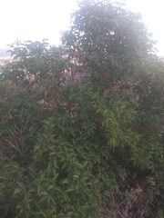 Ligustrum ovalifolium