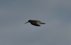 Lymnocryptes minimus