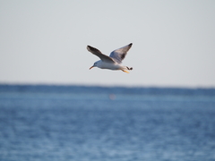 Chroicocephalus genei