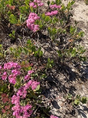 Limonium peregrinum