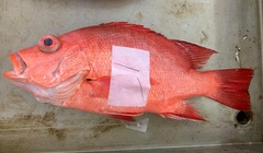Timor Snapper photo 4