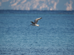 Chroicocephalus genei