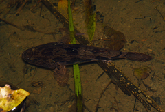 Oxyeleotris marmorata