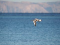 Chroicocephalus genei