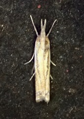 Crambus praefectellus