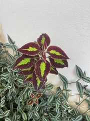 Coleus scutellarioides