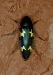 Dircaea liturata
