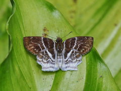 Odontoptilum pygela