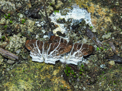 Odontoptilum pygela