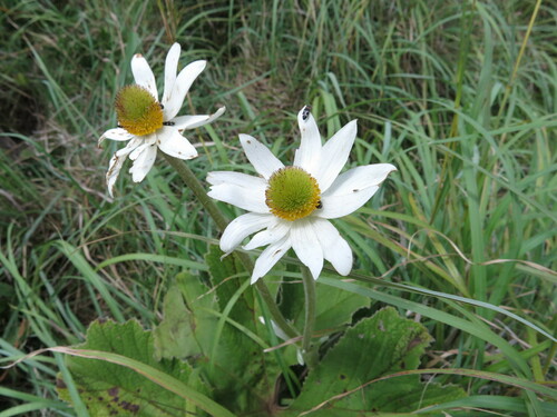 Image of Knowltonia fanninii by no rights reserved