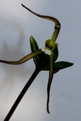 Isotria verticillata