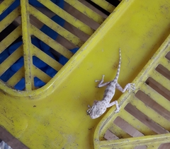 Ptyodactylus guttatus