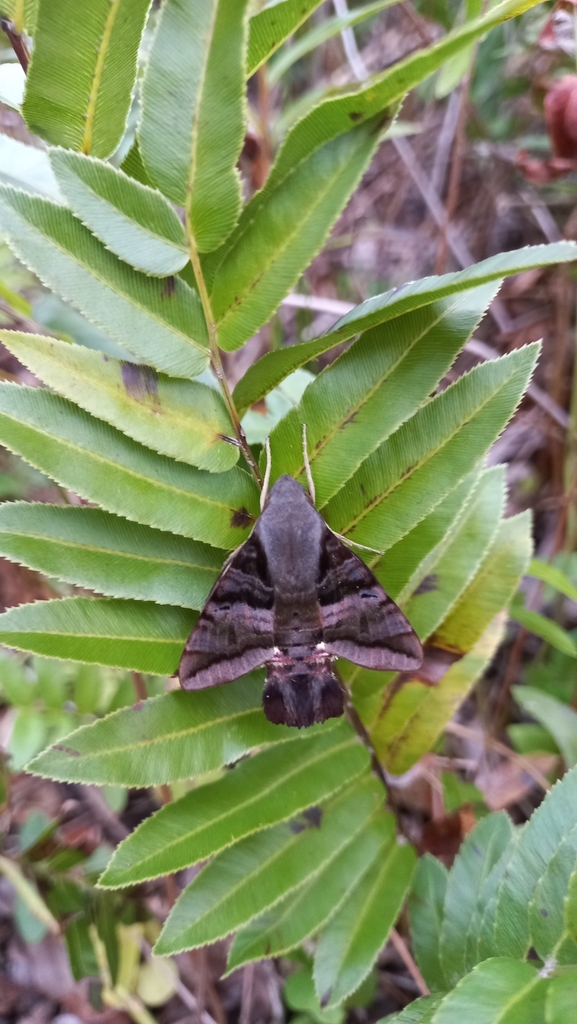 Aellopos ceculus