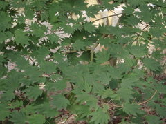 Acer sieboldianum
