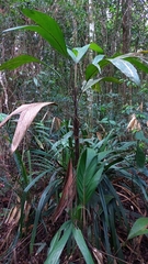 Arecaceae