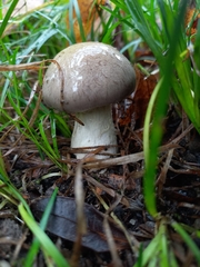Cortinarius