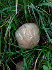 Cortinarius