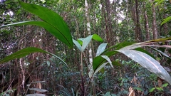Arecaceae