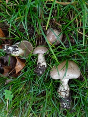 Cortinarius