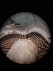 Cortinarius