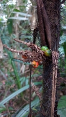 Arecaceae