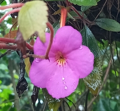 Achimenes longiflora