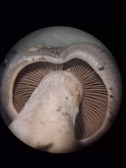 Cortinarius
