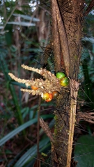 Arecaceae