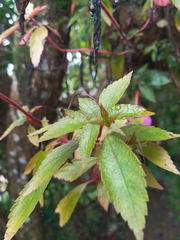 Achimenes longiflora