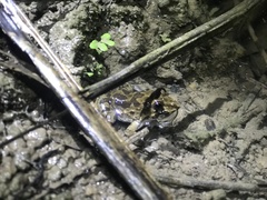 Fejervarya limnocharis