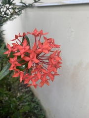Ixora coccinea