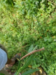 Schizomantodea
