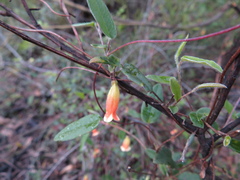 Marianthus bignoniaceus