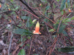 Marianthus bignoniaceus