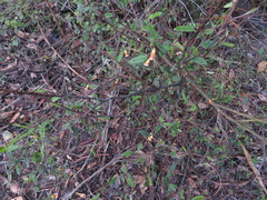 Marianthus bignoniaceus