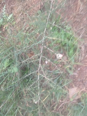 Asparagus acutifolius