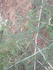 Asparagus acutifolius
