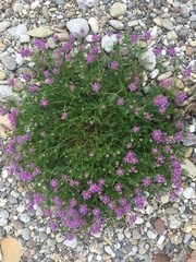 Astragalus onobrychis