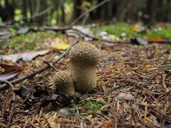 Lycoperdon echinatum