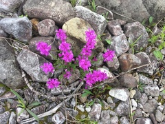 Polygala nicaeensis