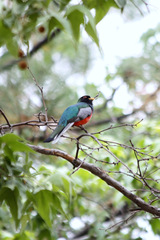 Trogon elegans