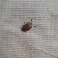 Phorbanta variabilis