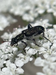 Cleroidea